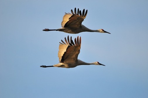 sandhill-cranes