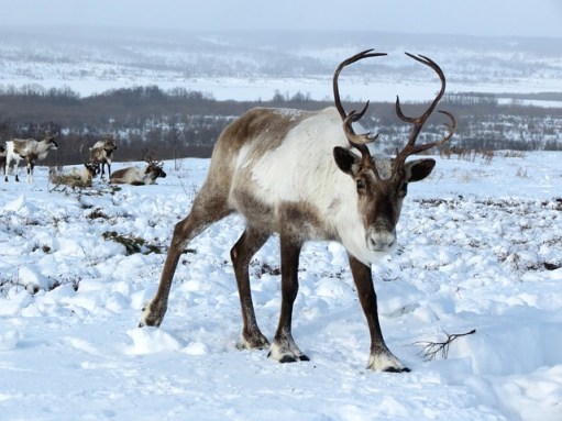 reindeer-2524815_640