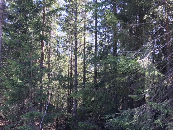 nHFoFQKDQv6cORsk1RlfeQ